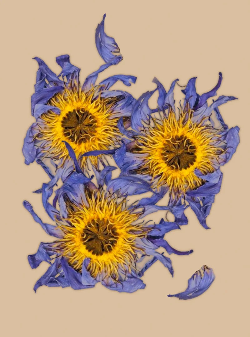 BLUE LOTUS | Whole Flowers
