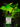 Moldavite Ritual Gem Essence