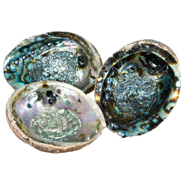 SMUDGING – ABALONE SHELL